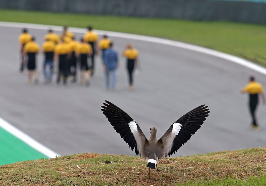Пернатый абориген прогоняет с трассы делегацию Renault F1