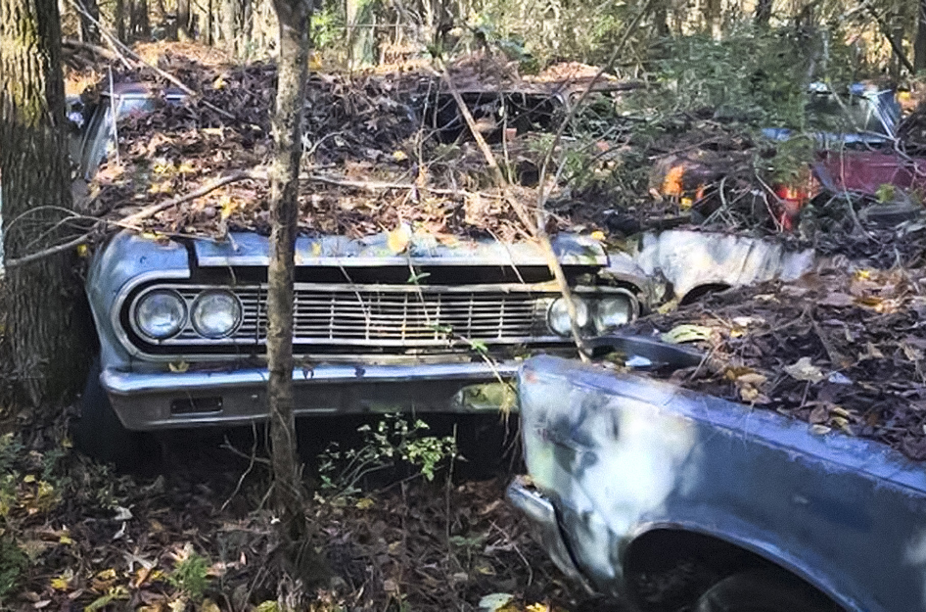 В лесу обнаружили гигантское кладбище классических автомобилей