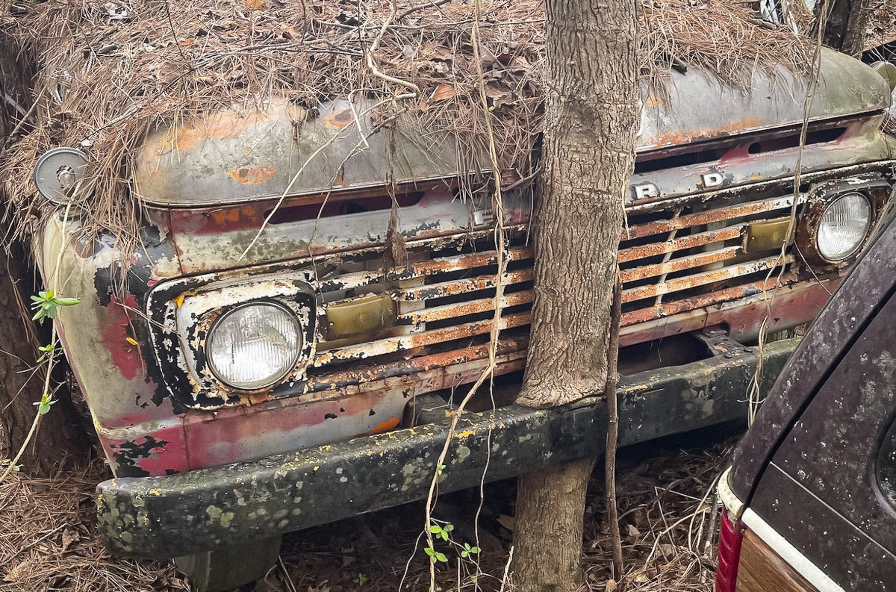 В лесу нашли кладбище старых американских машин марки, которая не существует уже 35 лет