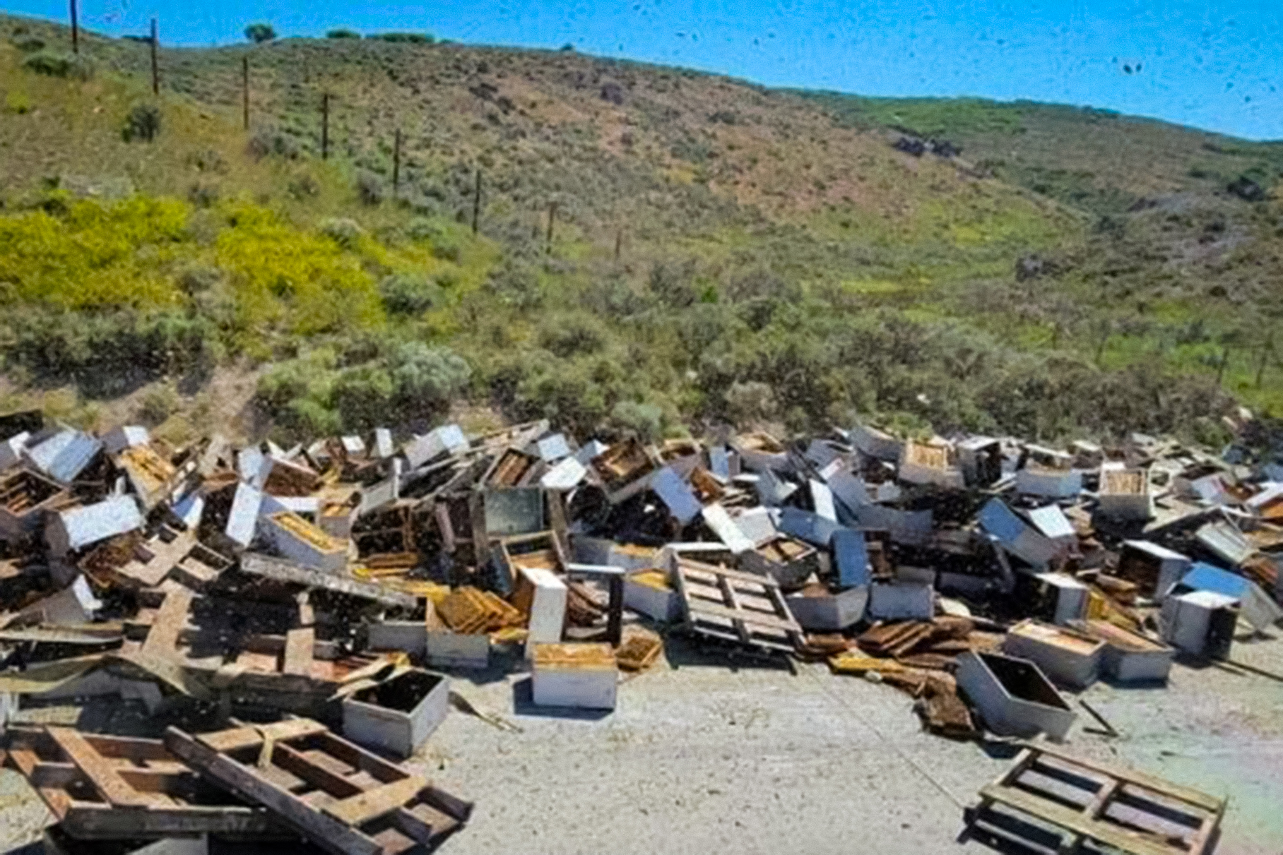 25 миллионов пчёл атаковали прохожих после аварии грузовика с ульями