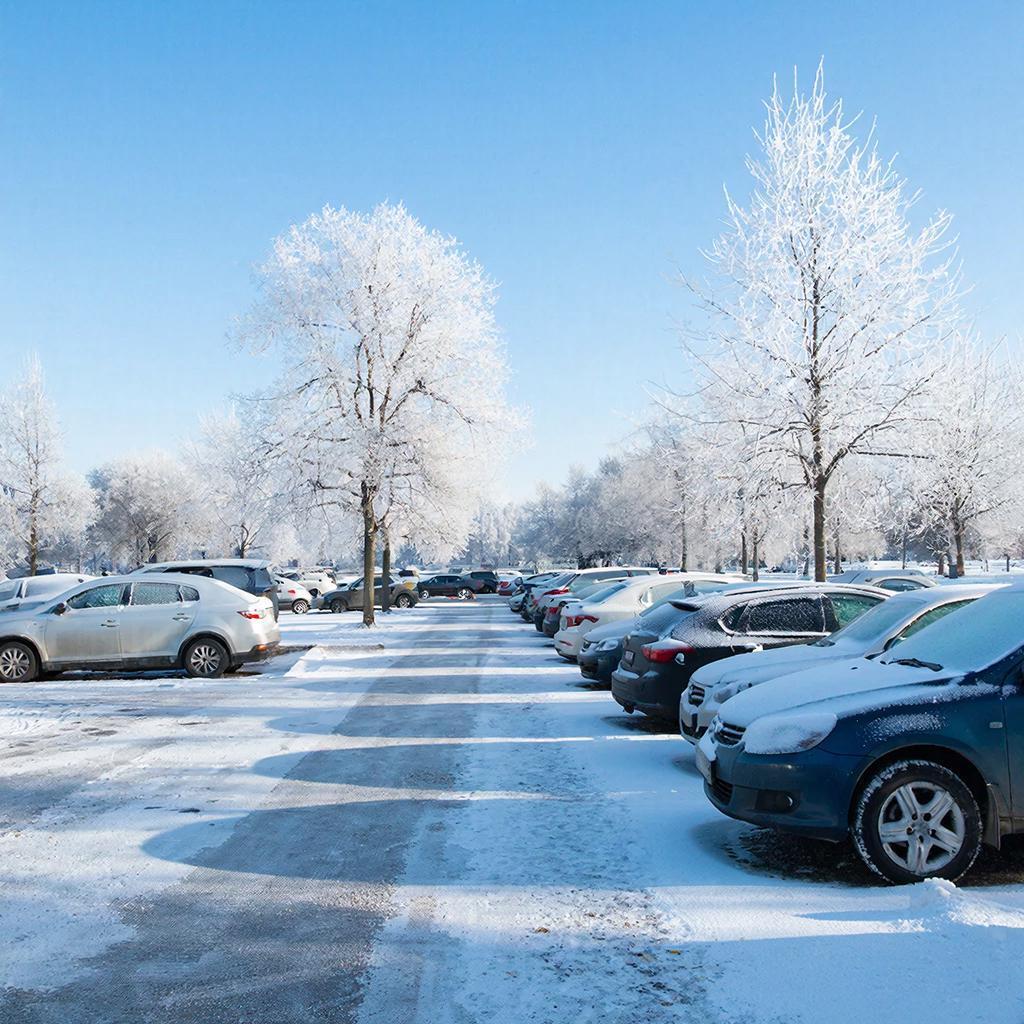В Петербурге на видео попало, как лиса бегала по парковке