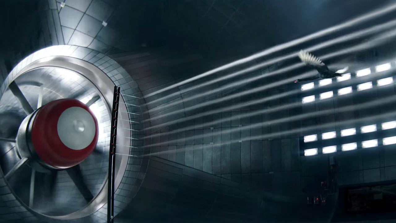 Лебедь --и выпускной