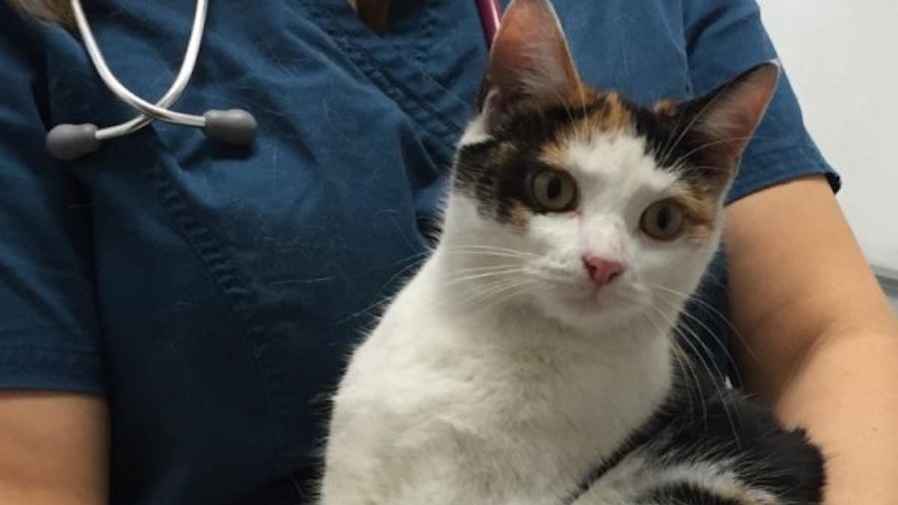 Котенок под капотом