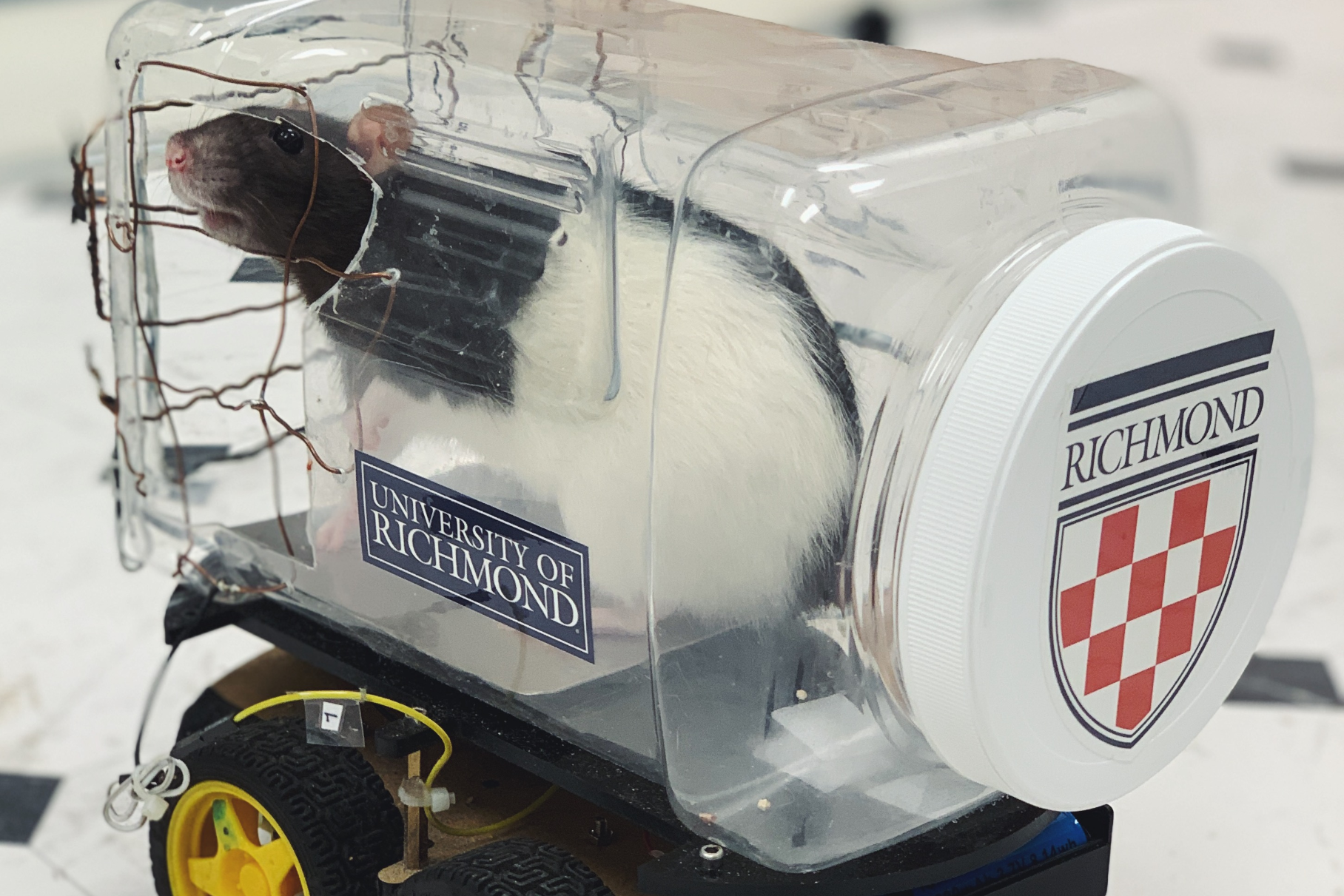 video krys nauchili vodit mashinu motor