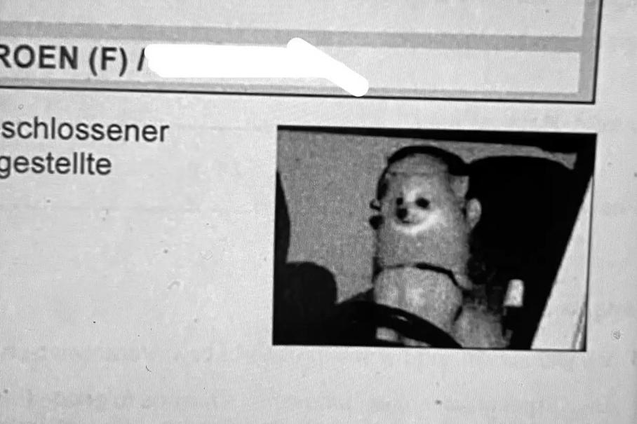 В Германии собаку оштрафовали за превышение скорости